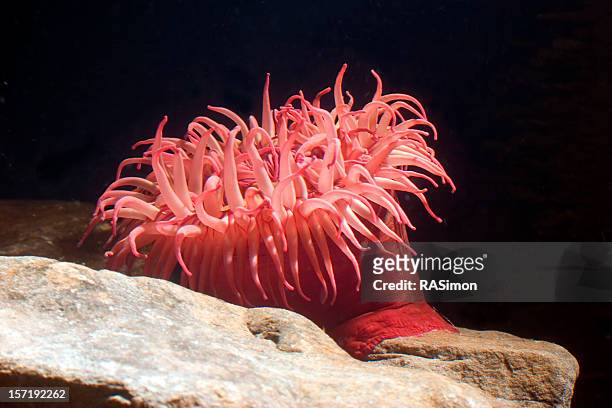 a pink sea anemone on a rock under the light - sea anemone stock pictures, royalty-free photos & images