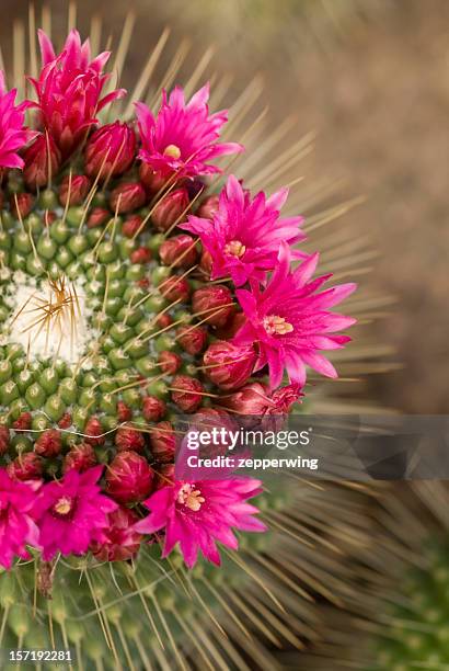 pink cactus flower in full bloom  - cactus flower stock pictures, royalty-free photos & images