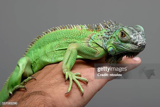 iguana - iguana stock pictures, royalty-free photos & images