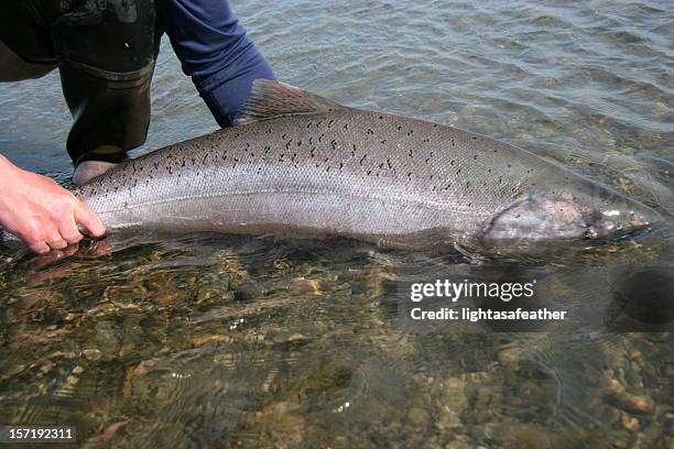 king salmon release - chinook stock pictures, royalty-free photos & images