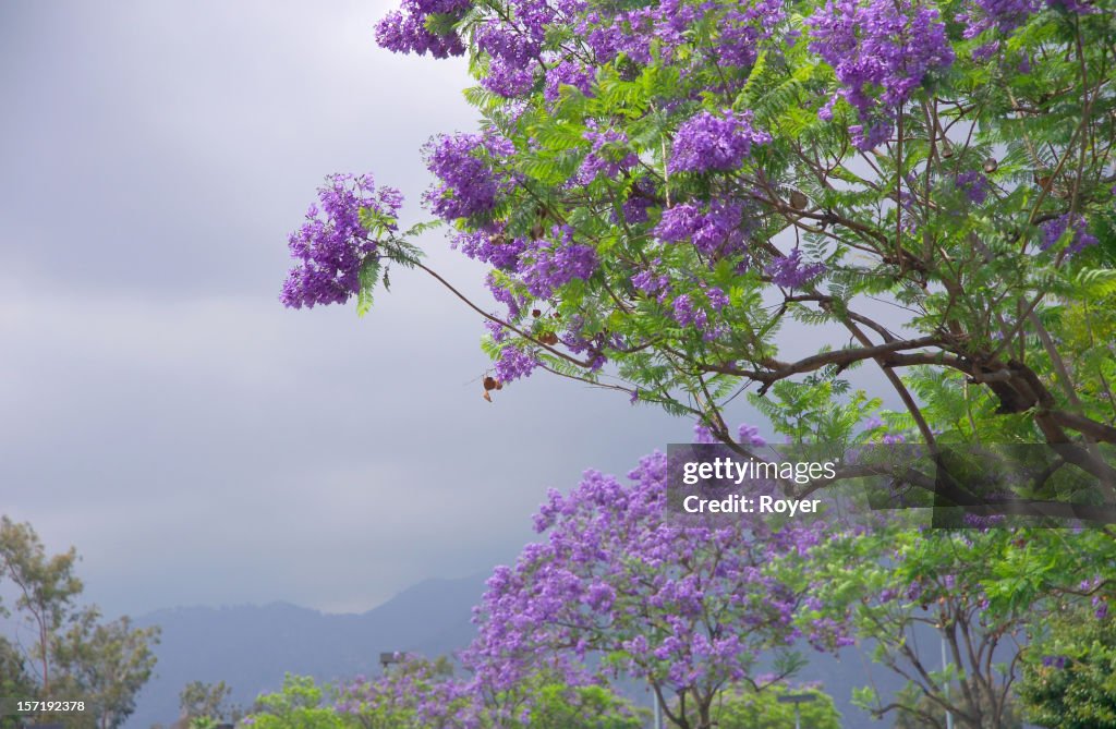 Jacarandá em bloom