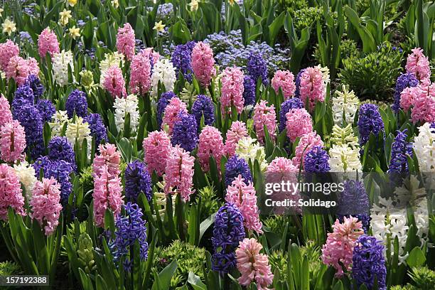 mass planting of perfect spring hyacinths - hyacinth stock pictures, royalty-free photos & images