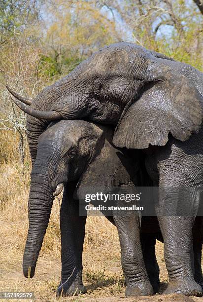 elephants - kruger national park stockfoto's en -beelden