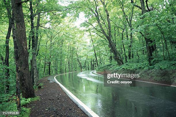 forest rainy road - wet road stock pictures, royalty-free photos & images