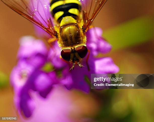 Mewing Fly Insect Macro Insect Bee Mimic Flower Fly Closeup High-Res Stock Photo - Getty ...