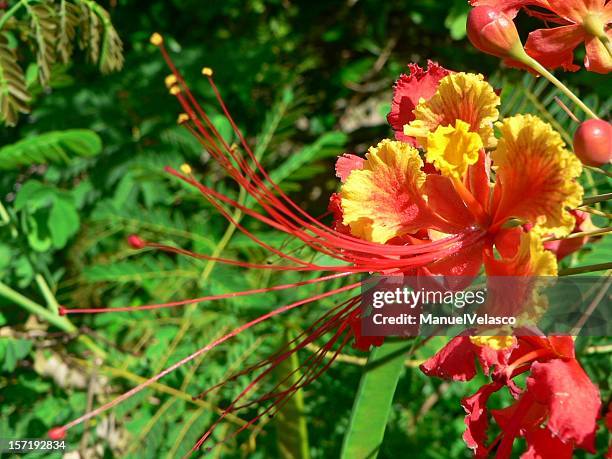 dwarf poinciana - delonix regia stock pictures, royalty-free photos & images