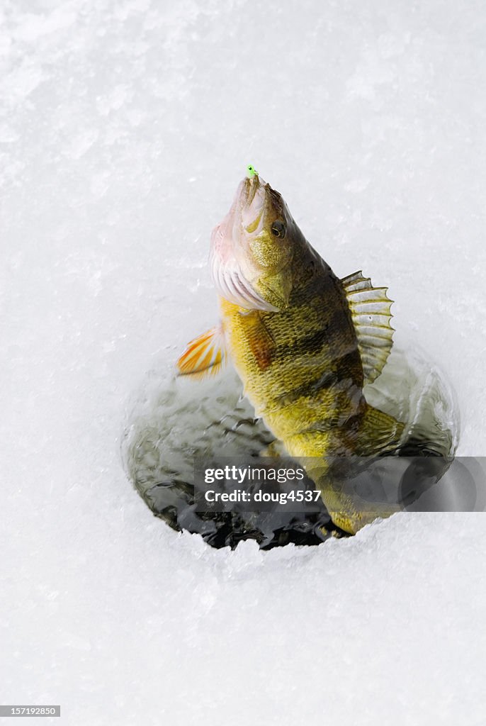 Perch Being Caught Through Ice