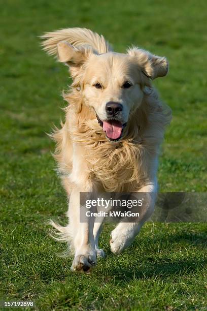 alex on the run - retriever stock pictures, royalty-free photos & images