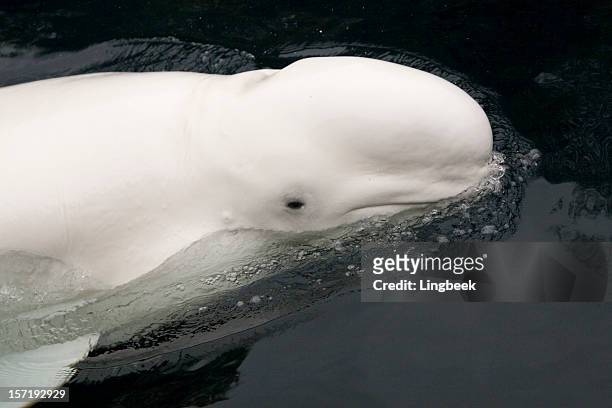 beluga whale - beluga whale arctic stock pictures, royalty-free photos & images