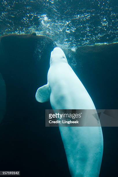 beluga whale - beluga whale stock-fotos und bilder