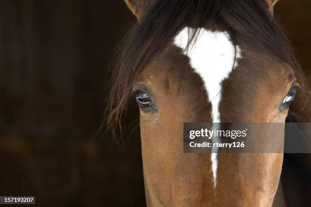 horse head - empty face female stockfoto's en -beelden