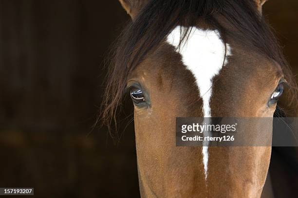 horse head - lexington kentucky 個照片及圖片檔