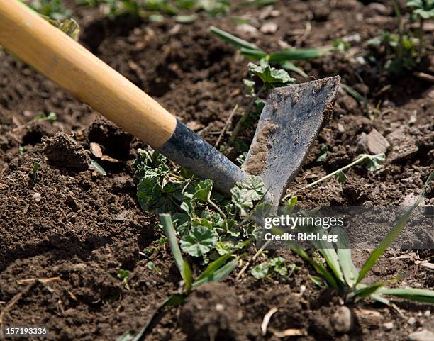 strumento da giardinaggio - strappare le erbacce foto e immagini stock