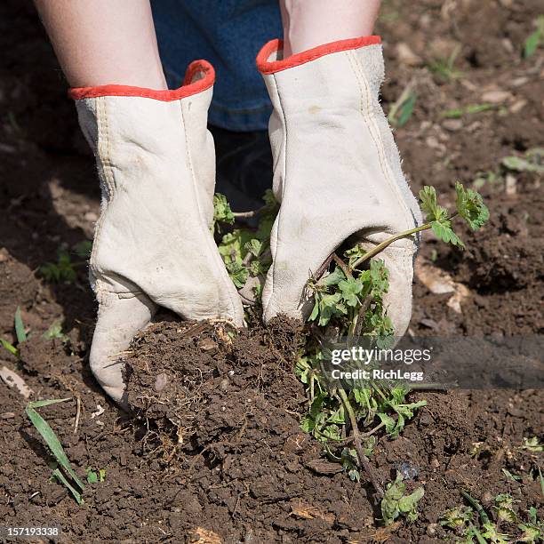 gardener's gloved hands - top soil stock pictures, royalty-free photos & images