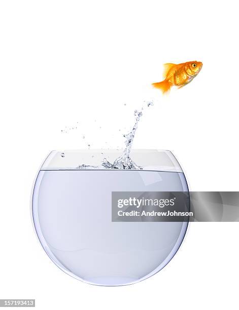 fish jumping - goldfish bowl stock pictures, royalty-free photos & images
