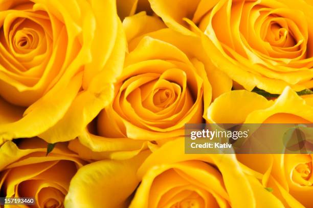 roses for mothers day - yellow rose stock pictures, royalty-free photos & images