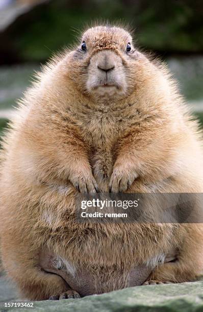 marmot - groundhog stock pictures, royalty-free photos & images