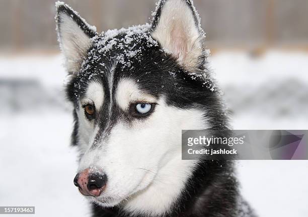 hund im schnee - malamute stock-fotos und bilder
