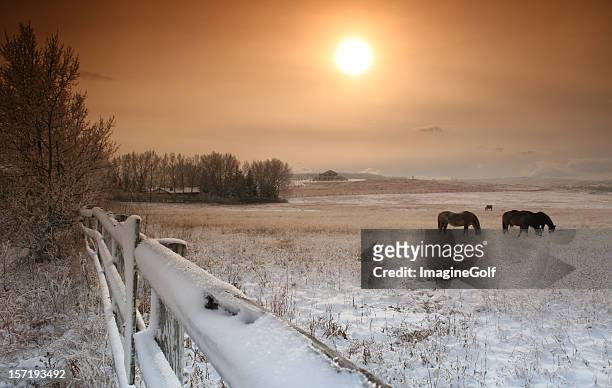 horses grazing in pasture in winter - alberta farm scene stockfoto's en -beelden