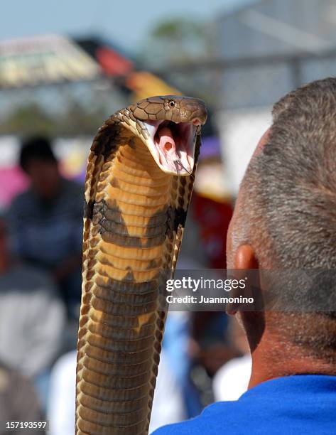 cobra rey serpiente listo para atack - cobra rey fotografías e imágenes de stock