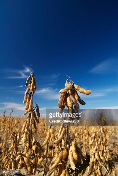 sojabohne field bereit für die ernte - soybean harvest stock-fotos und bilder