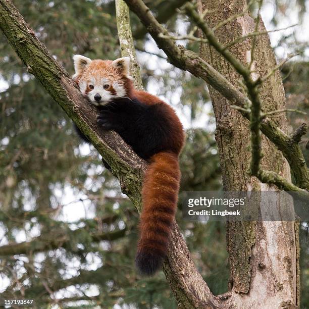 red panda - red panda stock pictures, royalty-free photos & images