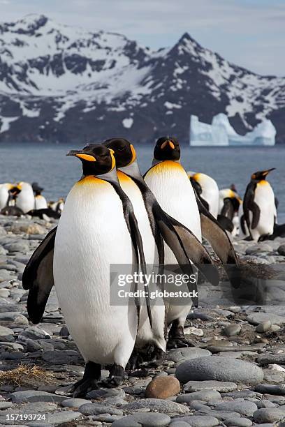 a row of king penguins in icy south georgia - king penguin stockfoto's en -beelden