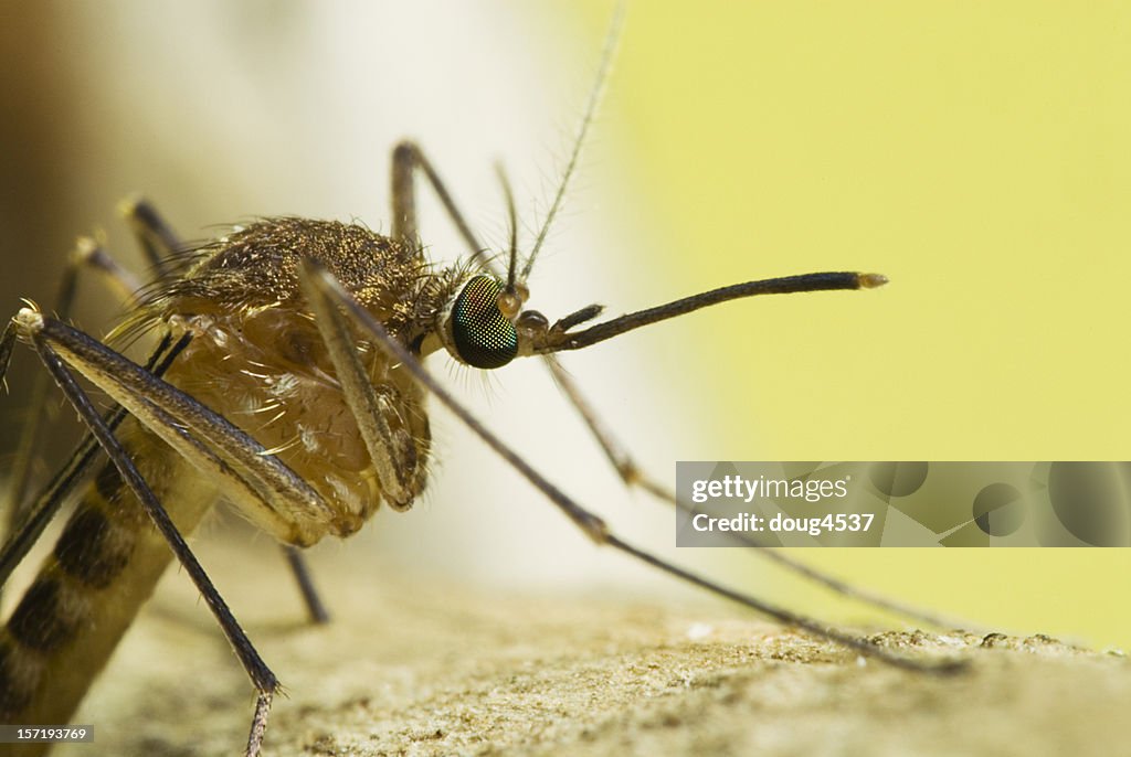 Mosquito Retrato de vista lateral