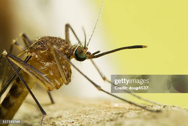 side view mosquito portrait - west nile virus stock pictures, royalty-free photos & images