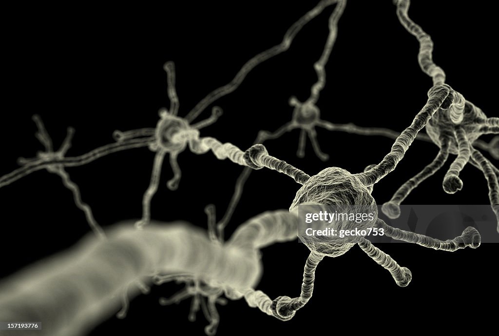 Neurons