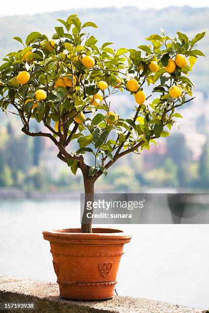 albero di limone - citrus limon foto e immagini stock