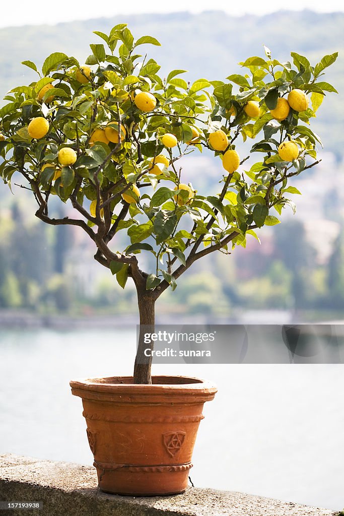 Lemon tree