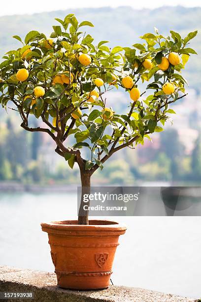 lemon tree - lemon tree stockfoto's en -beelden
