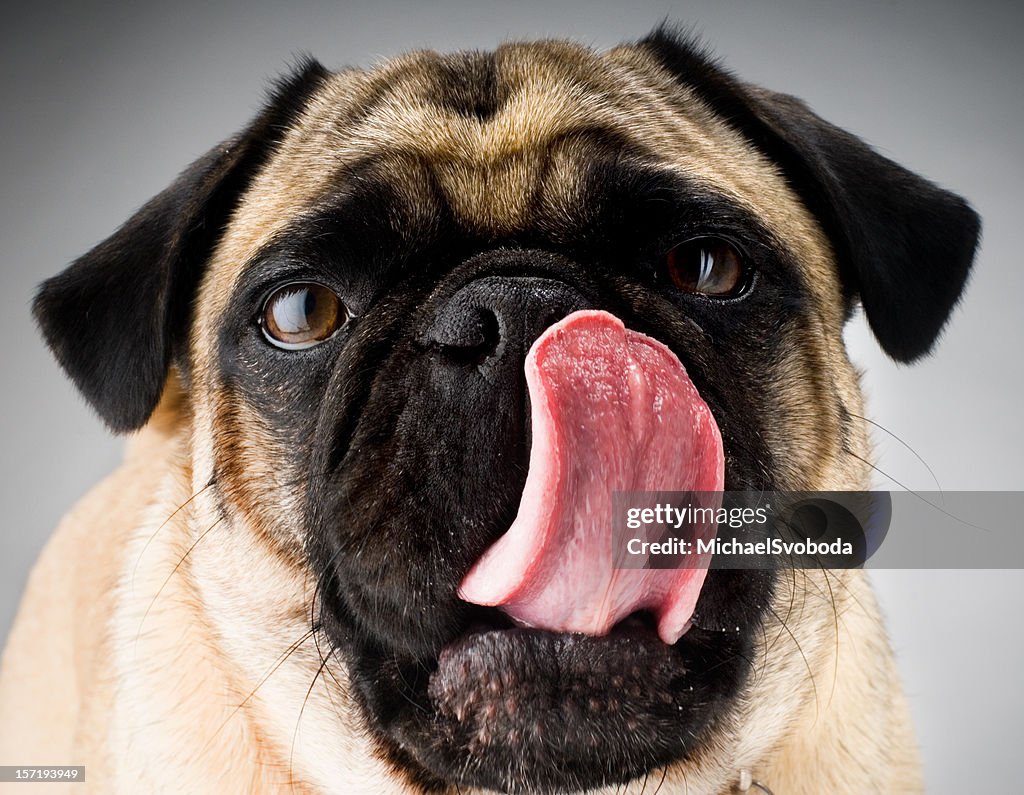 The Pug Tongue