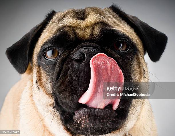 the pug tongue - djurtunga bildbanksfoton och bilder
