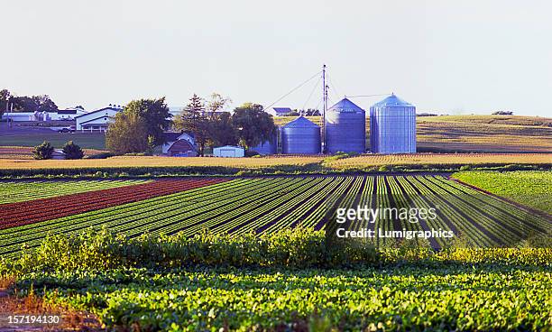 crop rows i - michigan stock pictures, royalty-free photos & images