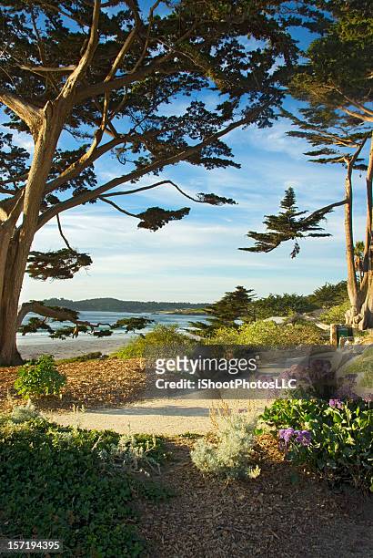walk by the sea carmel california - monterrey 個照片及圖片檔