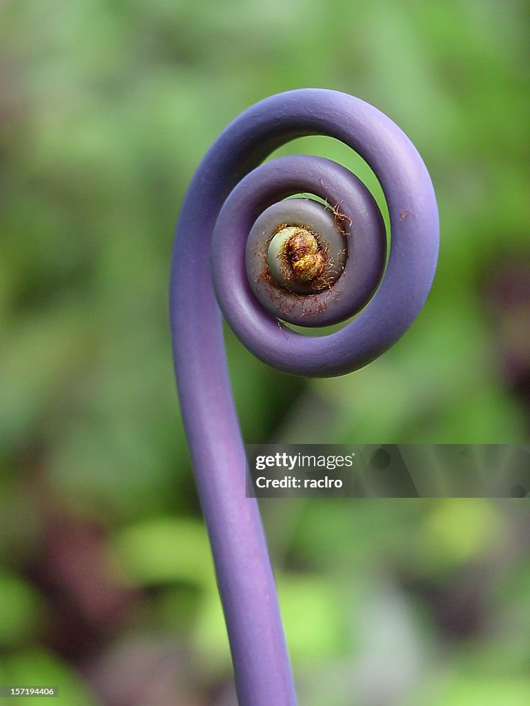Coiled fern flower