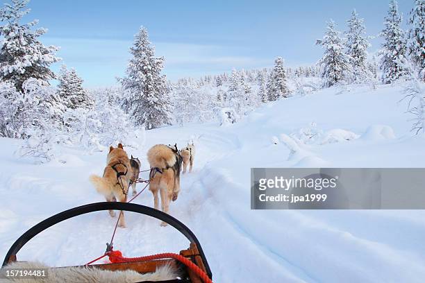 husky-fahrt - finnland winter stock-fotos und bilder