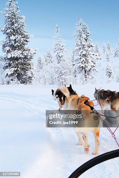 paseo de husky - laponia sueca fotografías e imágenes de stock