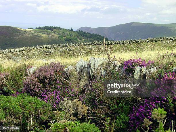 heather and stone wall - exmoor national park stock pictures, royalty-free photos & images
