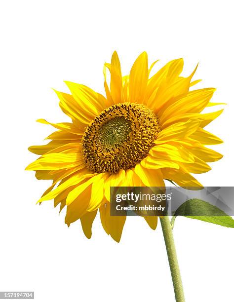 sunflower, isolated on white background - sun flower stockfoto's en -beelden