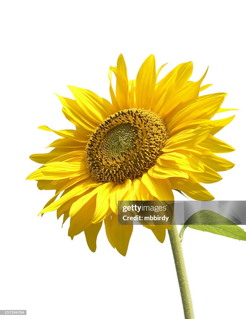 Sunflower, isolated on white background