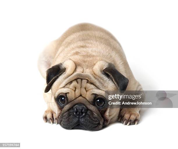 pug - pug bildbanksfoton och bilder