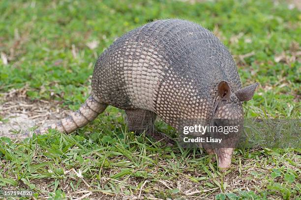 armadillo - armadillos stock pictures, royalty-free photos & images