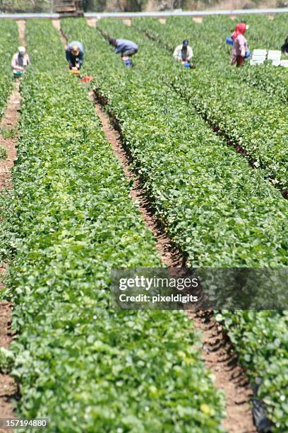 field arbeitnehmer - farm workers california stock-fotos und bilder