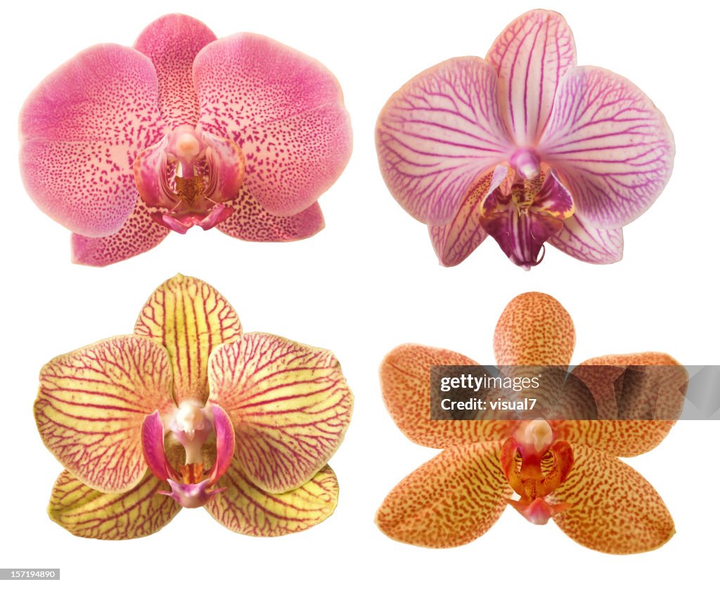 Different orchids