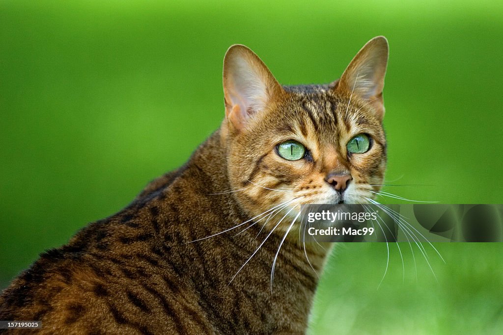 Portrait of a Bengal cat with bright green eyes on grass