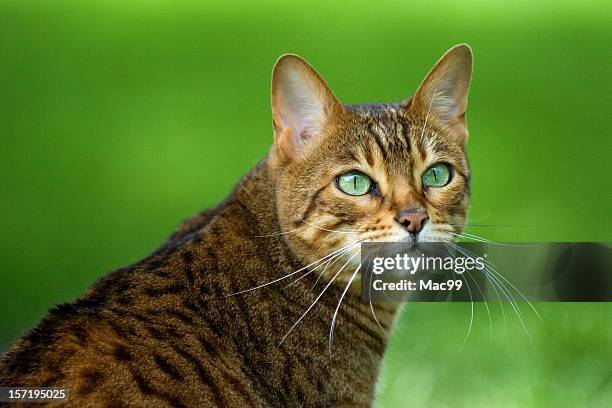 portrait of a bengal cat with bright green eyes on grass - bengal cat stock pictures, royalty-free photos & images