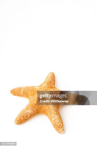 starfish - starfish stock pictures, royalty-free photos & images